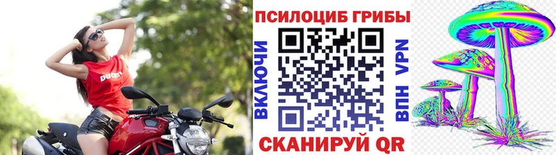 купить Майкоп Псилоцибиновые грибы Psilocybine cubensis